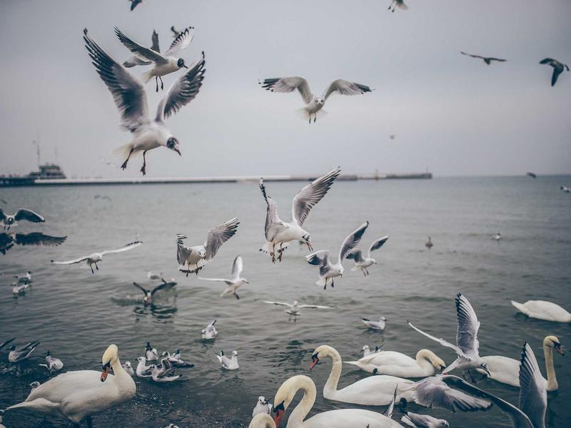 community screenshot 3